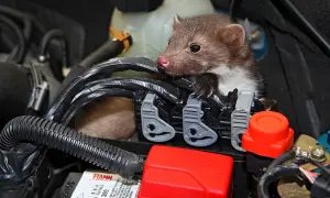 Ein Marder hat sich unter der Motorhaube auf der Dämmmatte gemütlich gemacht.