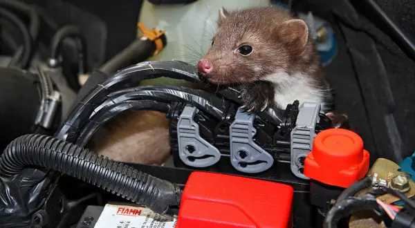 Ein Marder hat sich unter der Motorhaube auf der Dämmmatte gemütlich gemacht.
